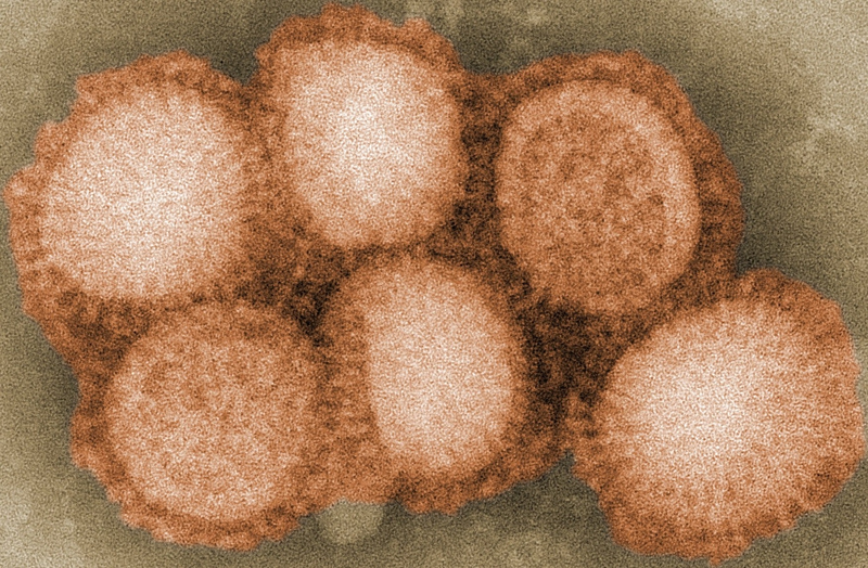 Illustration for article titled What's in this Season's Flu Vaccine?